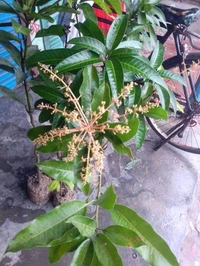 Banana Mango 