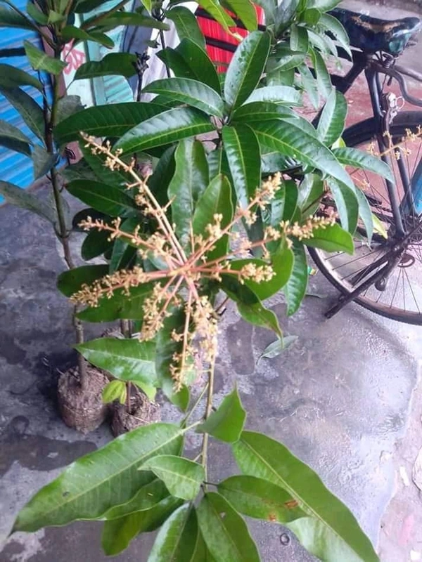 Banana Mango 