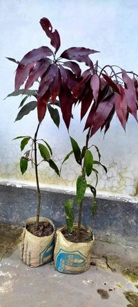 Blackstone Mango 