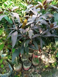 Blackstone Mango 