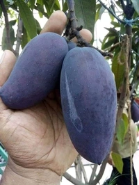 Blackstone Mango 