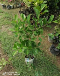 Strawberry Guava 