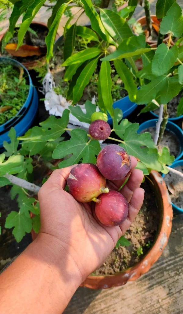 Brown Turkey Fig (Anjir)