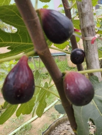 Brown Turkey Fig (Anjir)