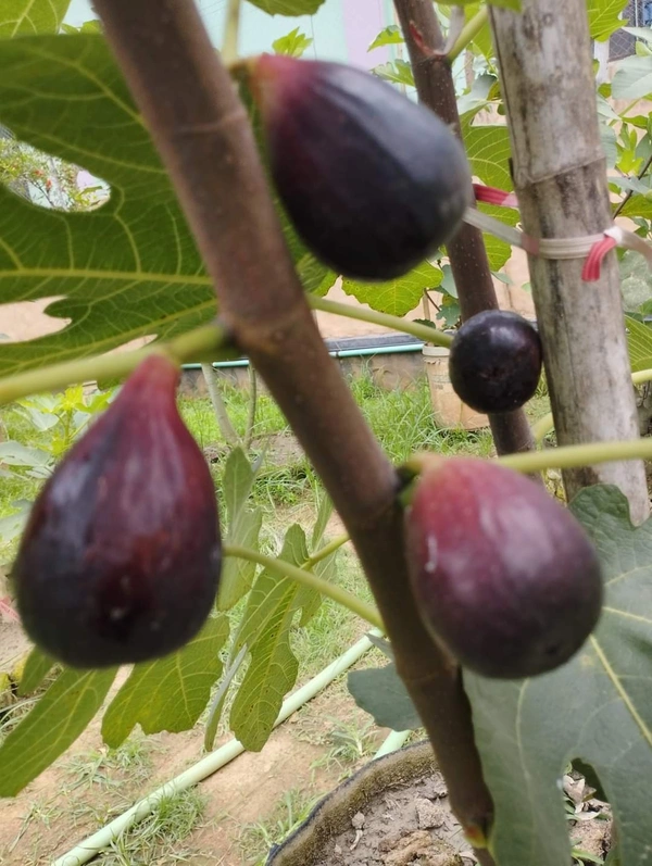 Brown Turkey Fig (Anjir)