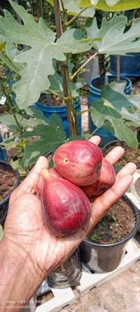 Brown Turkey Fig (Anjir)