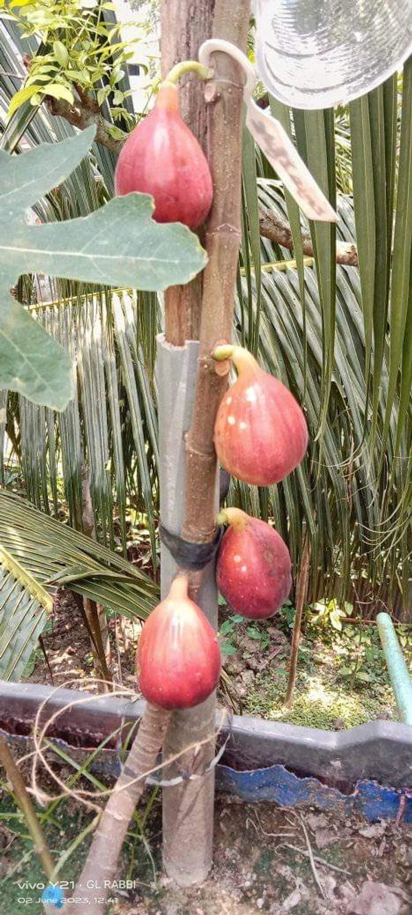 Brown Turkey Fig (Anjir)