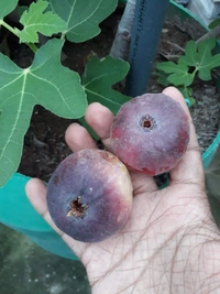 Brown Turkey Fig (Anjir)