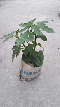 Brown Turkey Fig (Anjir)