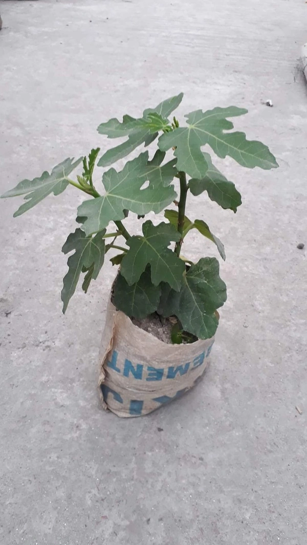 Brown Turkey Fig (Anjir)