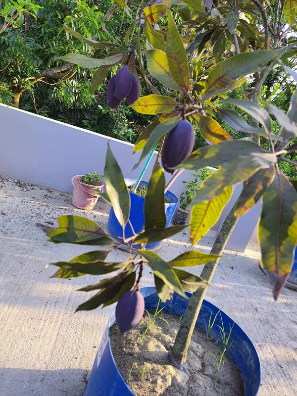 Blackstone Mango 