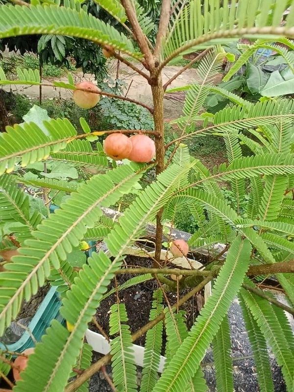 Red Amla