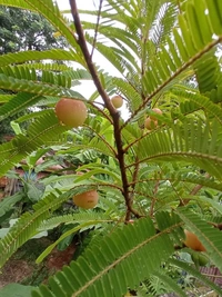 Red Amla