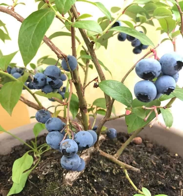 Blueberry (Biloxi)