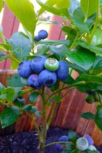 Blueberry (Biloxi)