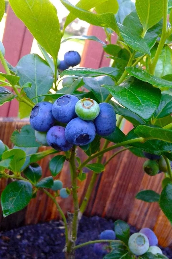 Blueberry (Biloxi)