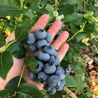 Blueberry (Biloxi)