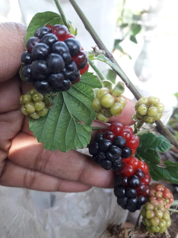 BlackBerry 