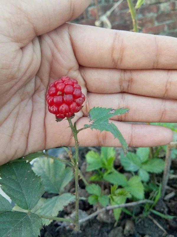 BlackBerry 