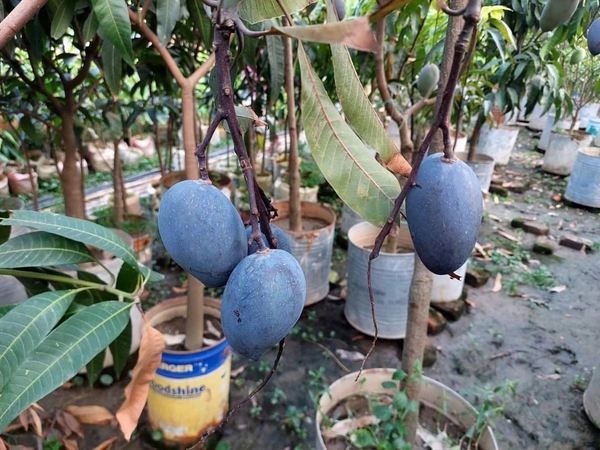 Kosturi Mango 