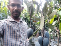 Kosturi Mango 