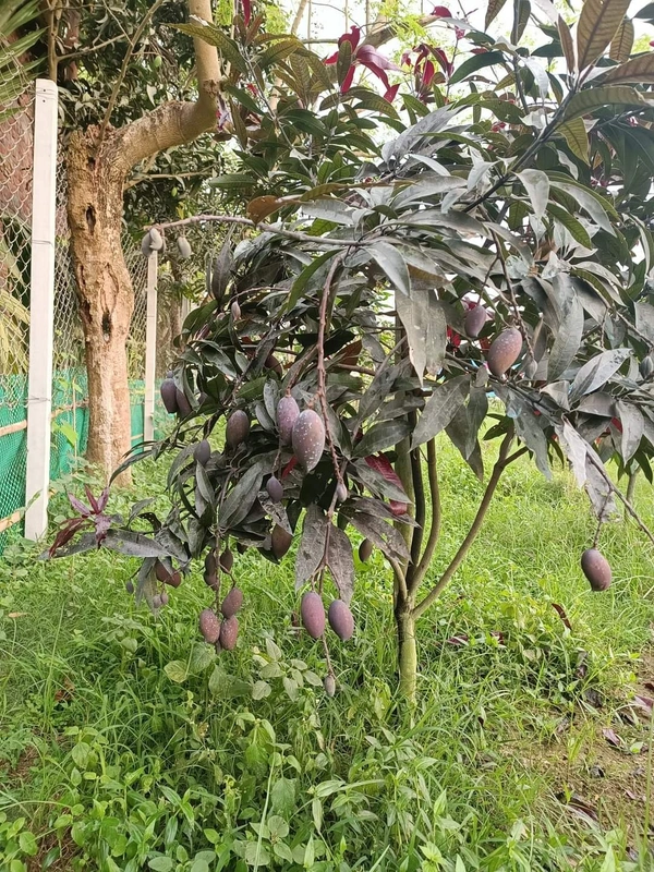 Kosturi Mango 