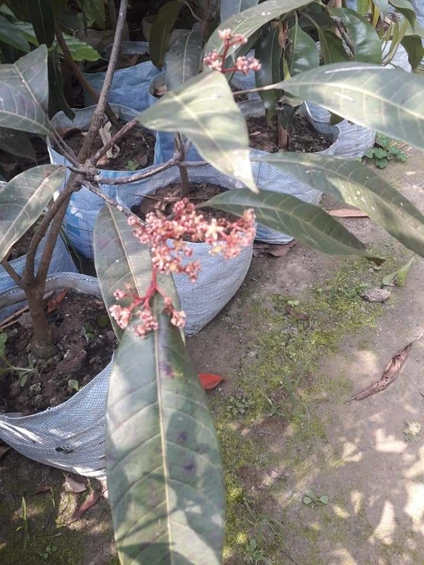 Kosturi Mango 
