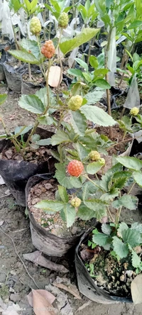BlackBerry 
