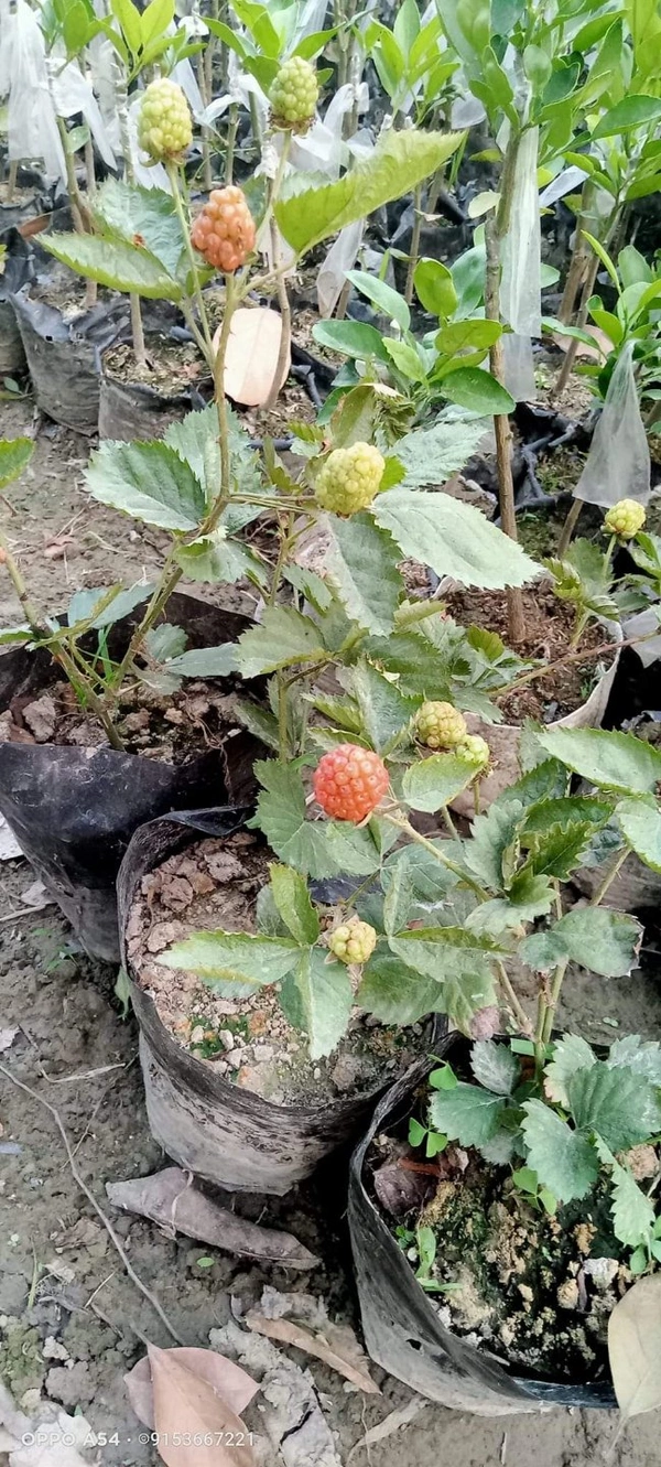 BlackBerry 