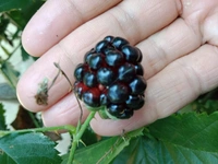 BlackBerry 