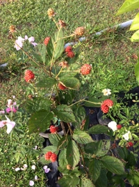 BlackBerry 
