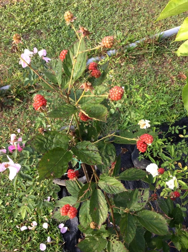 BlackBerry 
