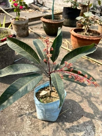 Kosturi Mango 