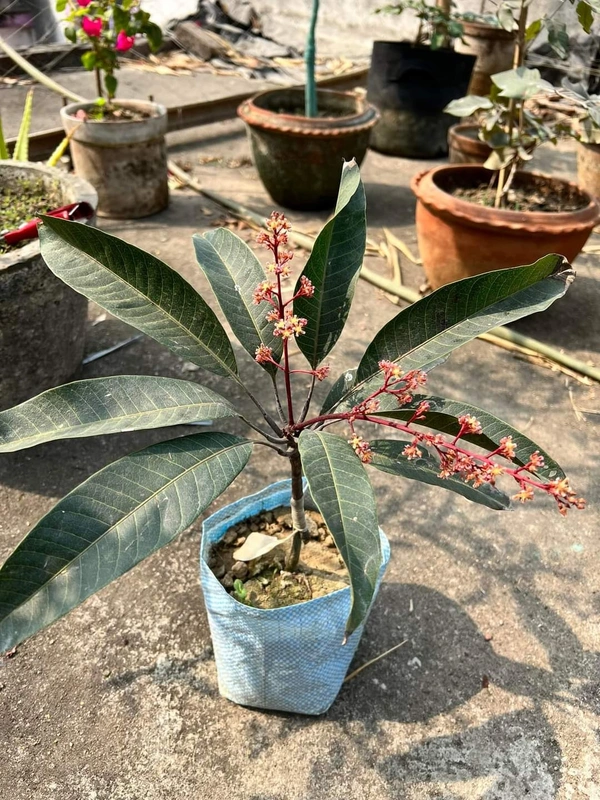 Kosturi Mango 