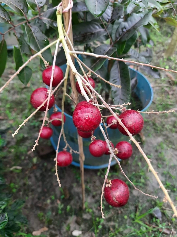 Rubby Longan 