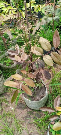 Rubby Longan 