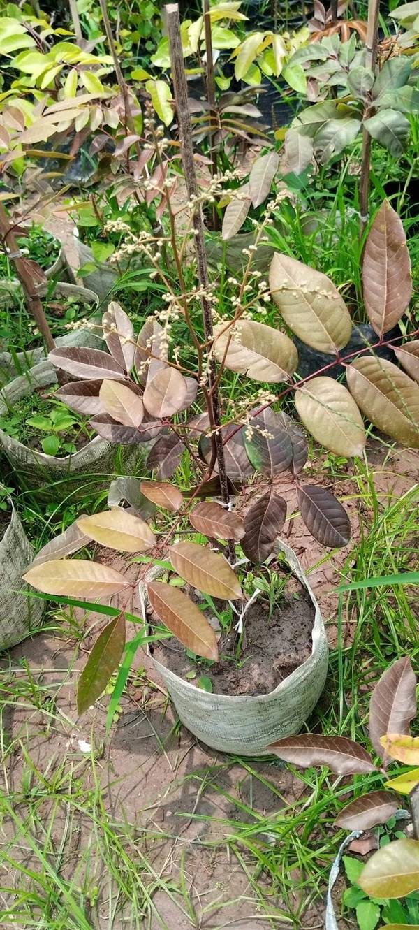 Rubby Longan 