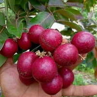 Rubby Longan 
