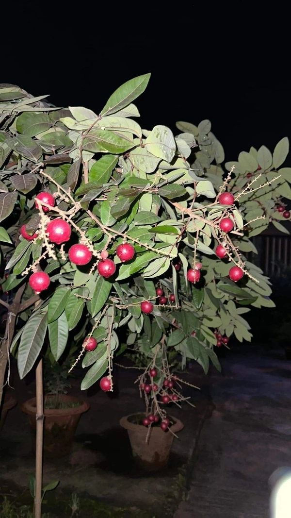 Rubby Longan 