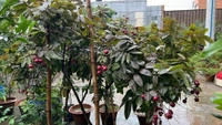 Rubby Longan 