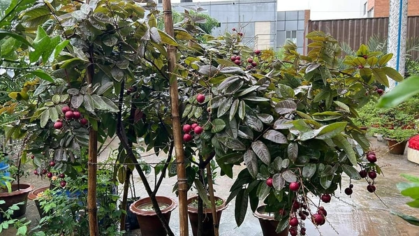 Rubby Longan 
