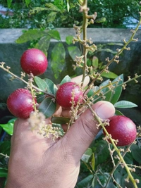 Rubby Longan 