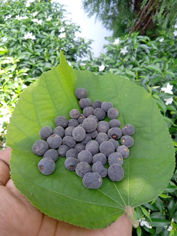 Phalsa 