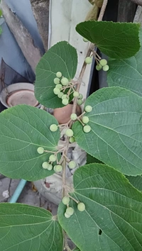 Phalsa 