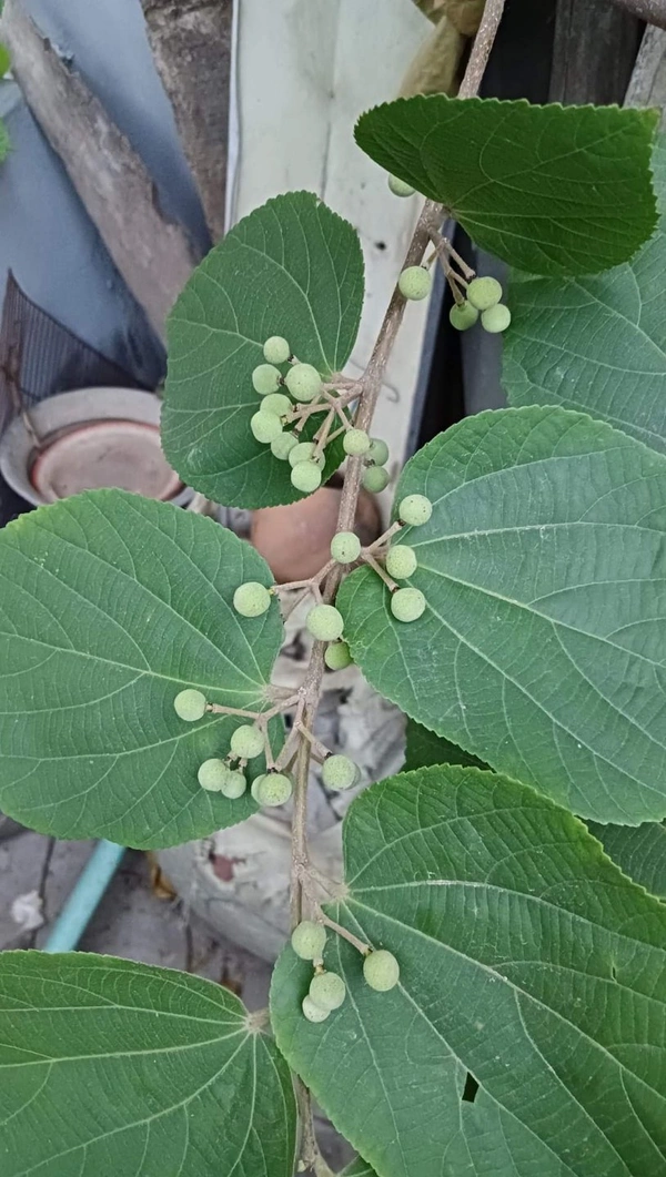 Phalsa 