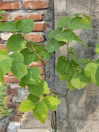 Phalsa 