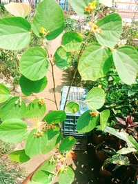Phalsa 