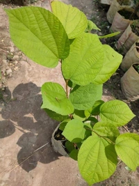Phalsa 