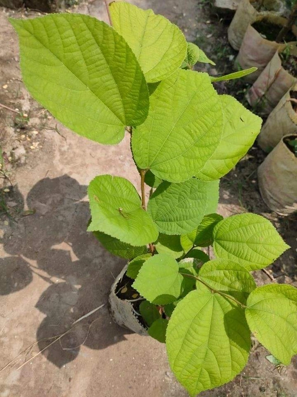 Phalsa 