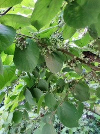 Phalsa 